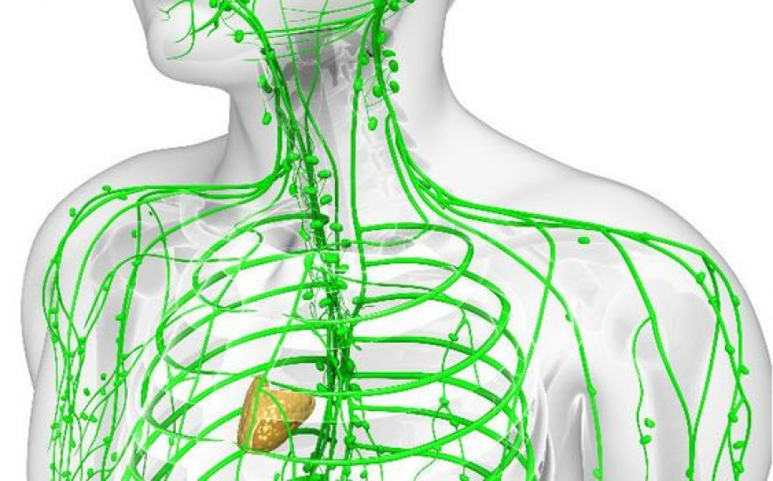 5 съвета за подпомагане на лимфната система